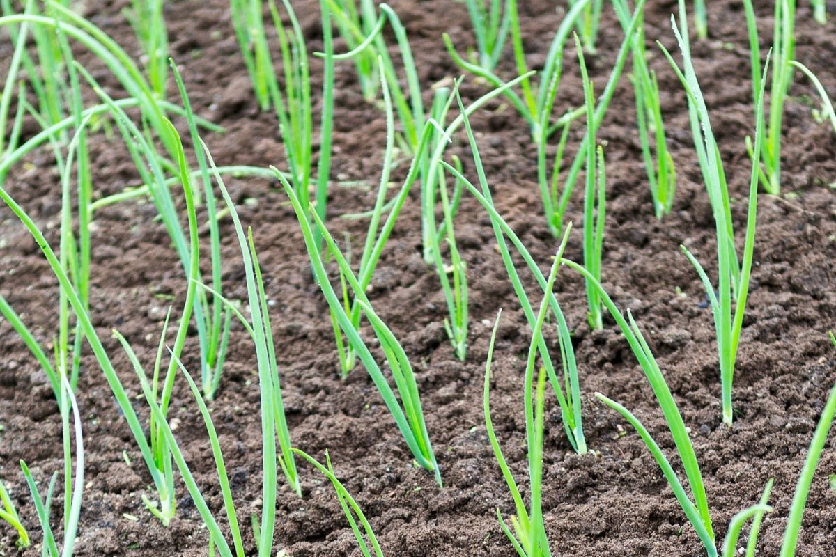 How to Grow Bunching Onions from Seed The Seed Collection
